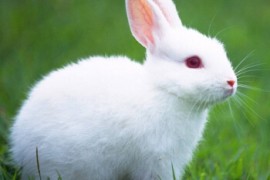 喂小白兔吃草