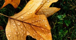 秋天的味道,秋天的美文感悟