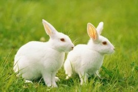 兔子真难养，怀念两只小兔子