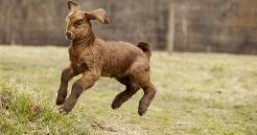 有了羊了个羊,后面又有牛了个牛,狗了个狗,猴了个猴,兔了个兔