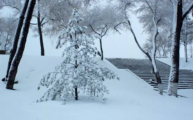 冬天公园里的小树林，www.yiyingbk.com