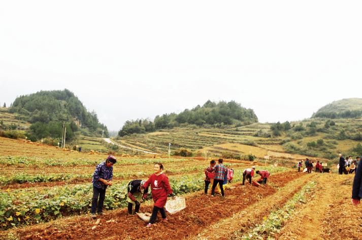 很多人在田里面捡红薯，www.yiyingbk.com