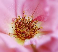 醉看花之心！www.yiyingbk.com