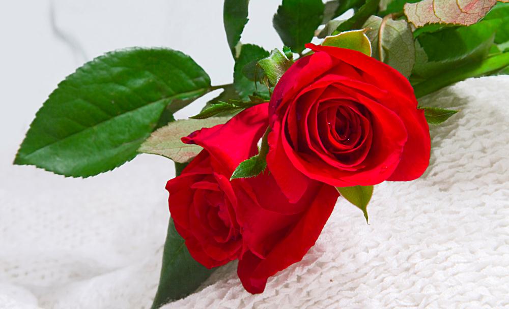 漂亮的玫瑰，美不美？www.yiyingbk.com