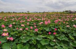荷花之美！www.yiyingbk.com