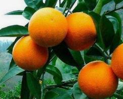 好看又好吃的香橙儿！www.yiyingbk.com